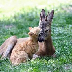 动物奶油爆料视频,视频爆料揭露行业黑幕  第3张